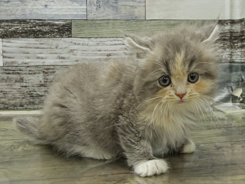 岩手県のマンチカン (ワンラブイオンモール盛岡店/2025年11月7日生まれ/女の子/ダイリュートキャリコ)の子猫の2枚目の画像