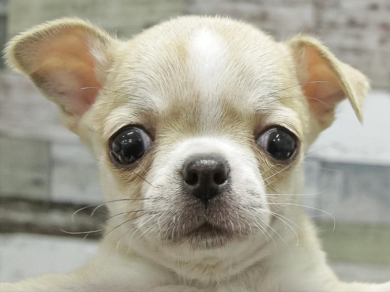 岩手県のチワワ(ロング) (ワンラブイオンモール盛岡店/2025年11月9日生まれ/男の子/フォーンホワイト)の子犬の1枚目の画像