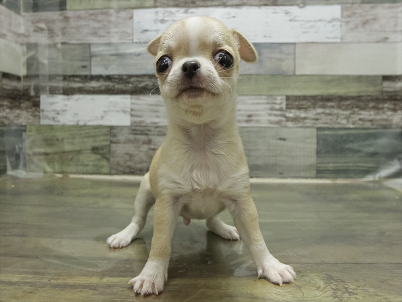 岩手県のチワワ(ロング) (ワンラブイオンモール盛岡店/2025年11月9日生まれ/男の子/フォーンホワイト)の子犬の3枚目の画像