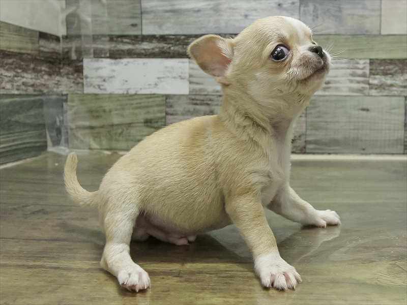 岩手県のチワワ(ロング) (ワンラブイオンモール盛岡店/2025年11月9日生まれ/男の子/フォーンホワイト)の子犬の2枚目の画像