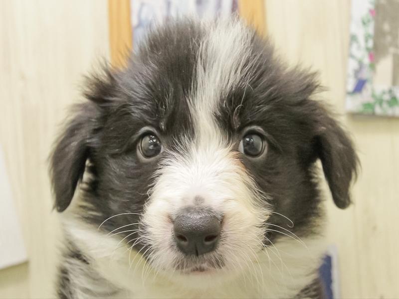 愛知県のボーダーコリー (ワンラブ名古屋守山インター総本店/2025年11月7日生まれ/男の子/ブラックホワイト)の子犬の1枚目の画像
