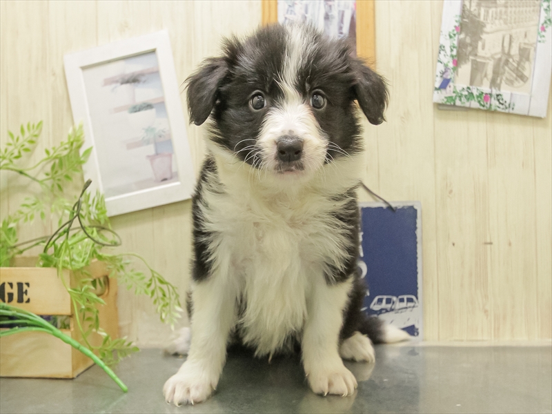 愛知県のボーダーコリー (ワンラブ名古屋守山インター総本店/2025年11月7日生まれ/男の子/ブラックホワイト)の子犬の3枚目の画像