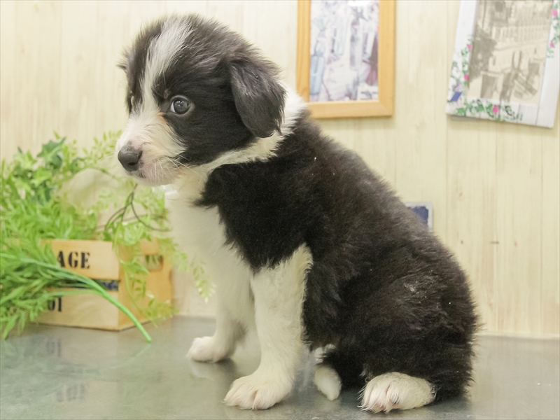 愛知県のボーダーコリー (ワンラブ名古屋守山インター総本店/2025年11月7日生まれ/男の子/ブラックホワイト)の子犬の2枚目の画像