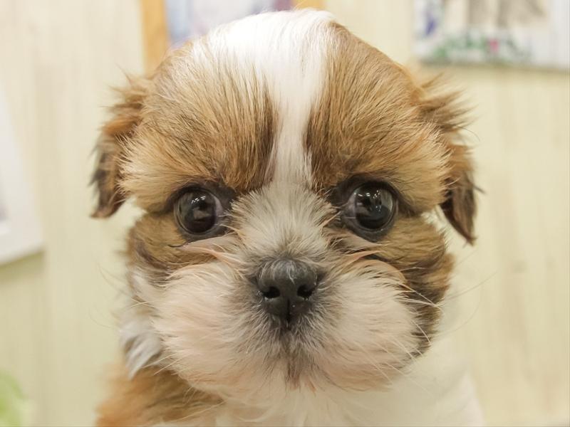 鹿児島県のシーズー (ワンラブニシムタ N'sCITY谷山店/2025年11月7日生まれ/男の子/ブラウンホワイト)の子犬の1枚目の画像