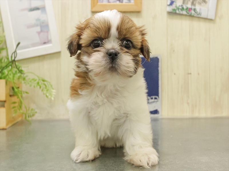 鹿児島県のシーズー (ワンラブニシムタ N'sCITY谷山店/2025年11月7日生まれ/男の子/ブラウンホワイト)の子犬の3枚目の画像