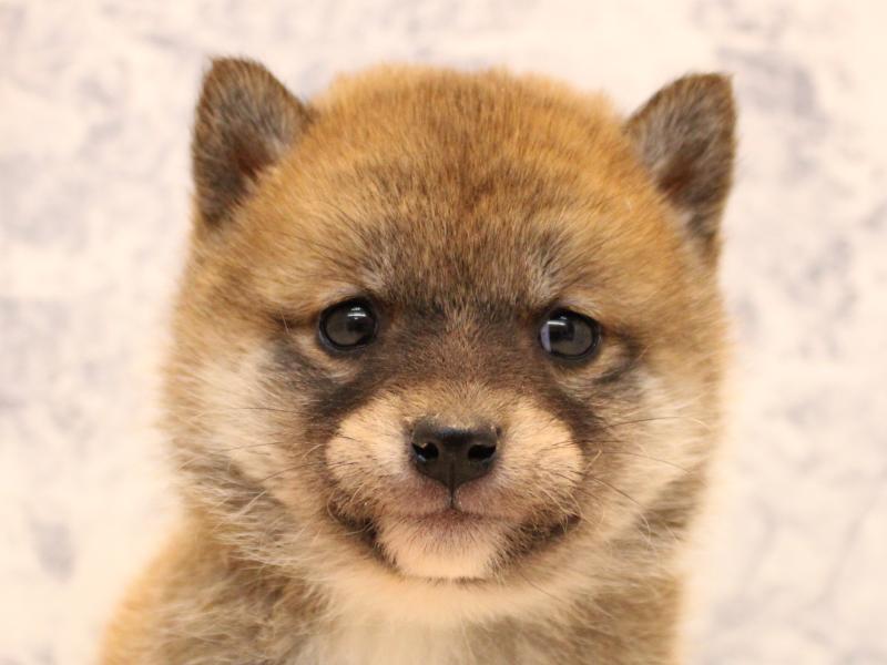 埼玉県の豆柴 (ワンラブ埼玉寄居店/2025年11月8日生まれ/女の子/赤)の子犬の1枚目の画像