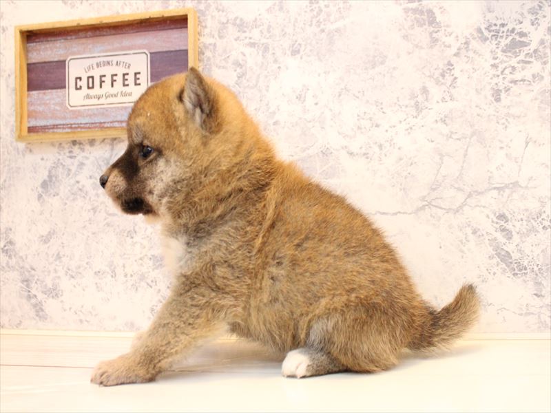 埼玉県の豆柴 (ワンラブ埼玉寄居店/2025年11月8日生まれ/女の子/赤)の子犬の3枚目の画像