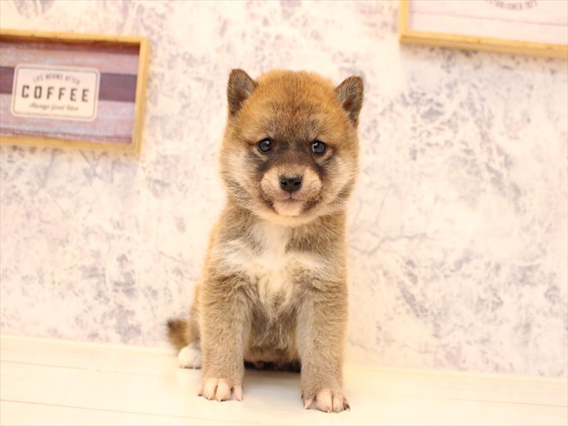 埼玉県の豆柴 (ワンラブ埼玉寄居店/2025年11月8日生まれ/女の子/赤)の子犬の2枚目の画像