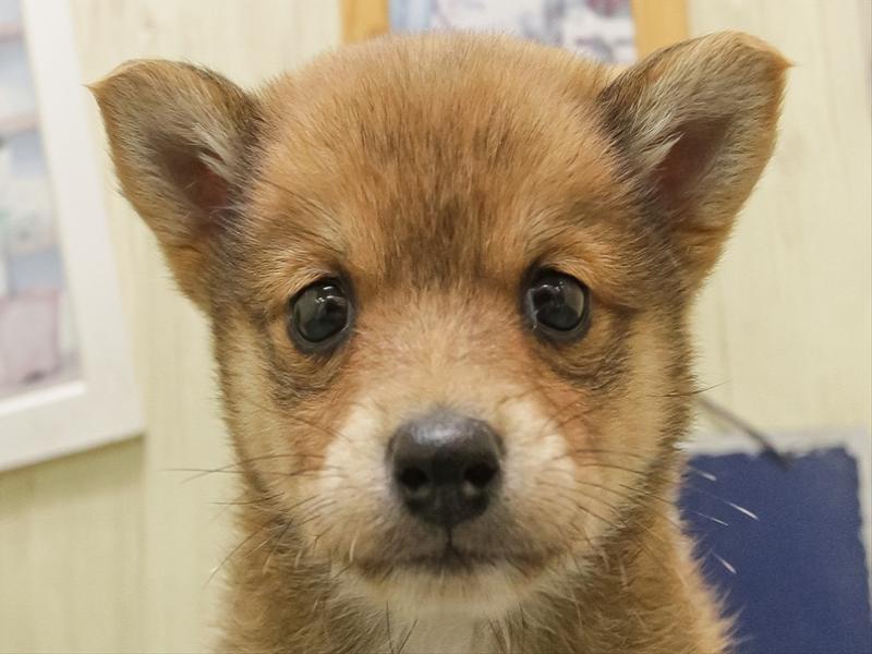 鹿児島県のチワ柴/柴チワ/チワシバ(チワワ×柴) (ワンラブニシムタ与次郎店/2025年11月8日生まれ/女の子/赤)の子犬の1枚目の画像