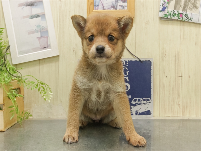 鹿児島県のチワ柴/柴チワ/チワシバ(チワワ×柴) (ワンラブニシムタ与次郎店/2025年11月8日生まれ/女の子/赤)の子犬の3枚目の画像