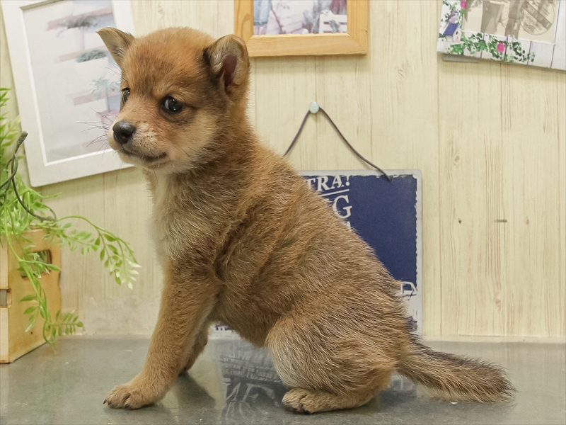 鹿児島県のチワ柴/柴チワ/チワシバ(チワワ×柴) (ワンラブニシムタ与次郎店/2025年11月8日生まれ/女の子/赤)の子犬の2枚目の画像