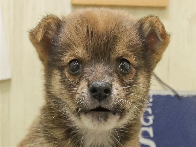 福岡県のチワ柴/柴チワ/チワシバ(チワワ×柴) (ワンラブ福岡総本店/2025年11月8日生まれ/男の子/赤)の子犬の1枚目の画像