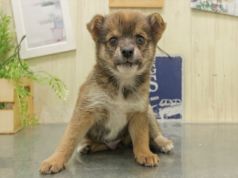 福岡県のチワ柴/柴チワ/チワシバ(チワワ×柴) (ワンラブ福岡総本店/2025年11月8日生まれ/男の子/赤)の子犬の3枚目の画像