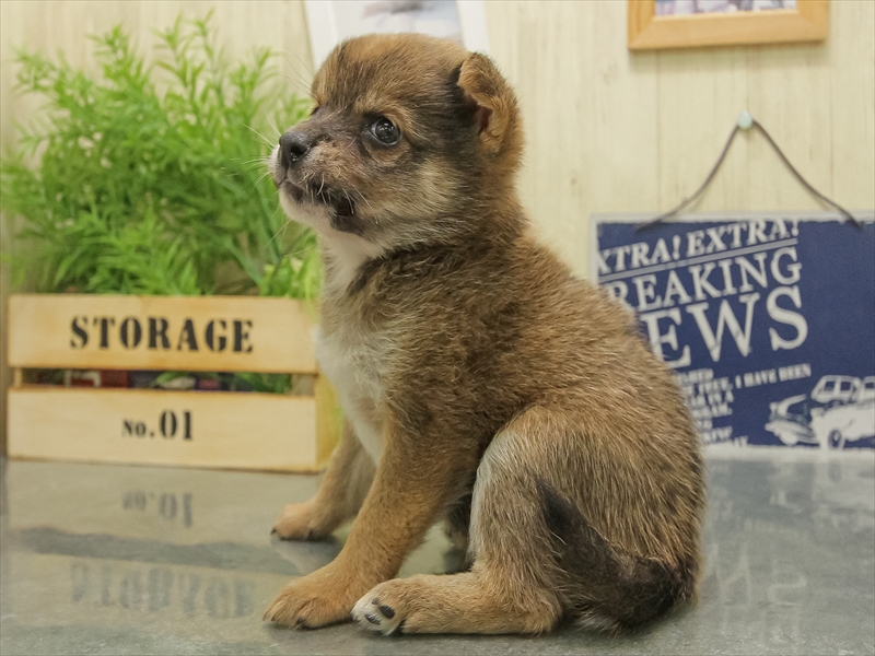 福岡県のチワ柴/柴チワ/チワシバ(チワワ×柴) (ワンラブ福岡総本店/2025年11月8日生まれ/男の子/赤)の子犬の2枚目の画像