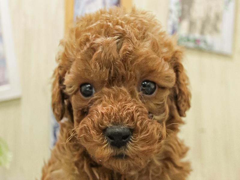 愛知県のトイプードル(トイ) (ワンラブ名古屋守山インター総本店/2025年11月8日生まれ/男の子/レッド)の子犬の1枚目の画像