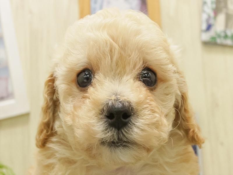 鹿児島県のビションプー(ビションフリーゼ×プードル) (ワンラブニシムタ N'sCITY谷山店/2025年11月9日生まれ/女の子/アプリコット)の子犬の1枚目の画像