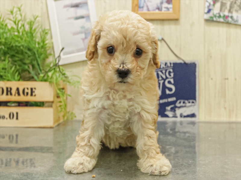 鹿児島県のビションプー(ビションフリーゼ×プードル) (ワンラブニシムタ N'sCITY谷山店/2025年11月9日生まれ/女の子/アプリコット)の子犬の3枚目の画像
