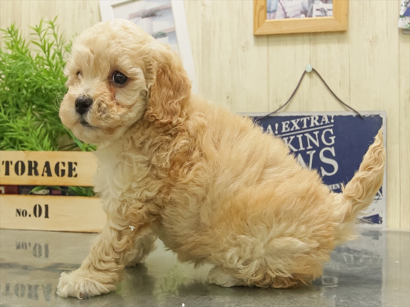 鹿児島県のビションプー(ビションフリーゼ×プードル) (ワンラブニシムタ N'sCITY谷山店/2025年11月9日生まれ/女の子/アプリコット)の子犬の2枚目の画像