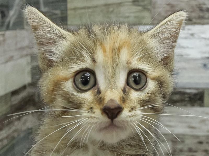 静岡県のマンチカン (ワンラブカインズ伊東店/2025年11月3日生まれ/女の子/ブラウンタビー)の子猫の1枚目の画像