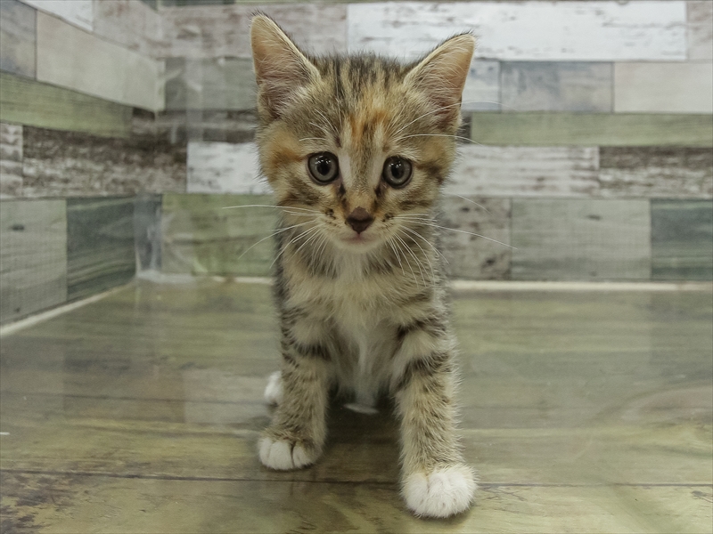 静岡県のマンチカン (ワンラブカインズ伊東店/2025年11月3日生まれ/女の子/ブラウンタビー)の子猫の3枚目の画像