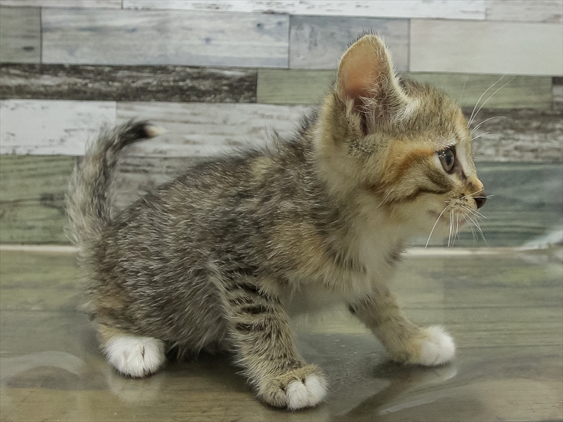 静岡県のマンチカン (ワンラブカインズ伊東店/2025年11月3日生まれ/女の子/ブラウンタビー)の子猫の2枚目の画像