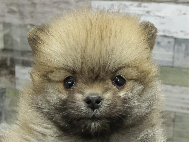 静岡県のポメラニアン (ワンラブららぽーと沼津店/2025年11月7日生まれ/女の子/オレンジ)の子犬