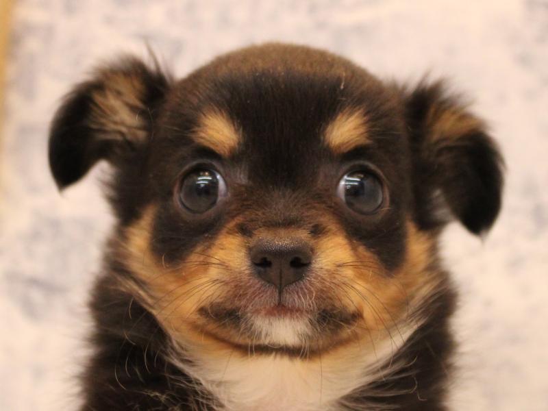 山形県のチワワ(ロング) (ワンラブイオンモール三川店/2025年11月8日生まれ/女の子/ブラックタンホワイト)の子犬