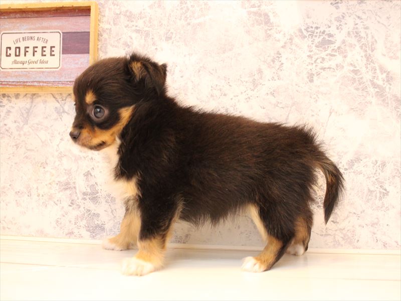 山形県のチワワ(ロング) (ワンラブイオンモール三川店/2025年11月8日生まれ/女の子/ブラックタンホワイト)の子犬の3枚目の画像