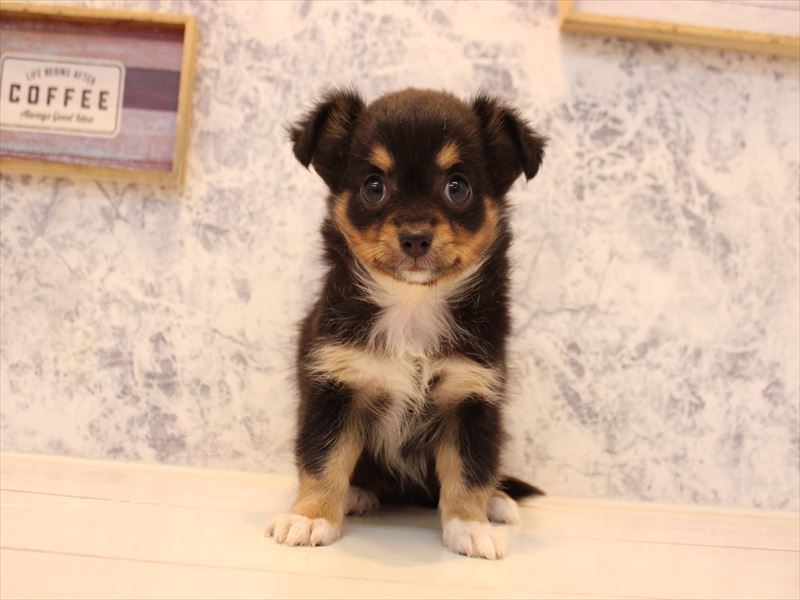 山形県のチワワ(ロング) (ワンラブイオンモール三川店/2025年11月8日生まれ/女の子/ブラックタンホワイト)の子犬の2枚目の画像