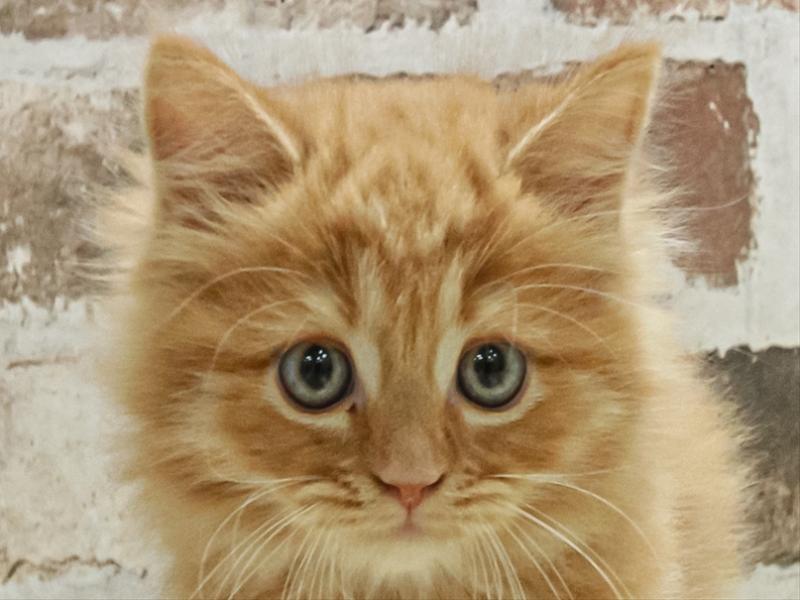 静岡県のマンチカン (ワンラブららぽーと沼津店/2025年11月7日生まれ/男の子/レッドタビー)の子猫の1枚目の画像