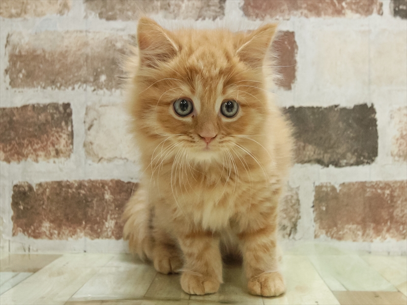 静岡県のマンチカン (ワンラブららぽーと沼津店/2025年11月7日生まれ/男の子/レッドタビー)の子猫の3枚目の画像