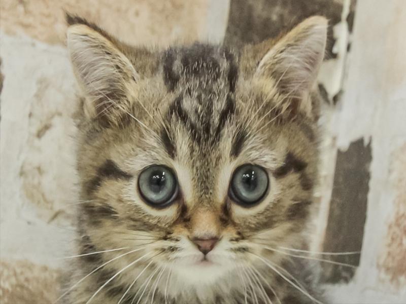 北海道のミヌエット (ワンラブイオン手稲山口店/2025年11月8日生まれ/男の子/ブラウンタビー)の子猫の1枚目の画像