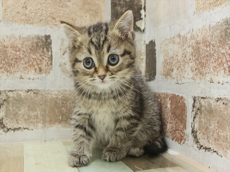 北海道のミヌエット (ワンラブイオン手稲山口店/2025年11月8日生まれ/男の子/ブラウンタビー)の子猫の3枚目の画像