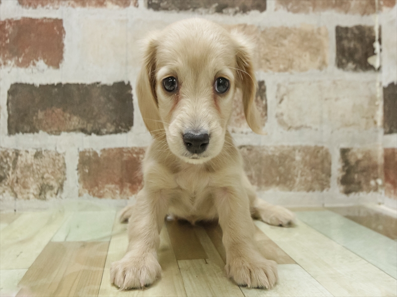 静岡県のミニチュアダックスフンド(ロング) (ワンラブららぽーと沼津店/2025年11月7日生まれ/女の子/イエロー)の子犬の3枚目の画像