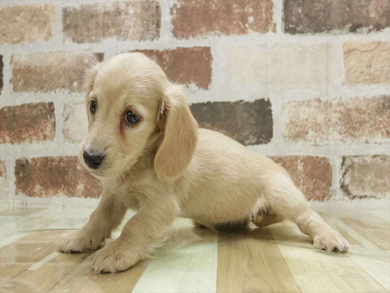 静岡県のミニチュアダックスフンド(ロング) (ワンラブららぽーと沼津店/2025年11月7日生まれ/女の子/イエロー)の子犬の2枚目の画像