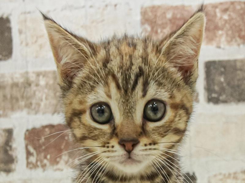 宮城県のマンチカン (ワンラブカインズ仙台港店/2025年11月7日生まれ/女の子/ブラウンタビー)の子猫の1枚目の画像