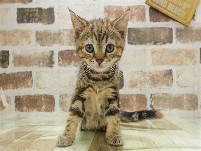 宮城県のマンチカン (ワンラブカインズ仙台港店/2025年11月7日生まれ/女の子/ブラウンタビー)の子猫の3枚目の画像