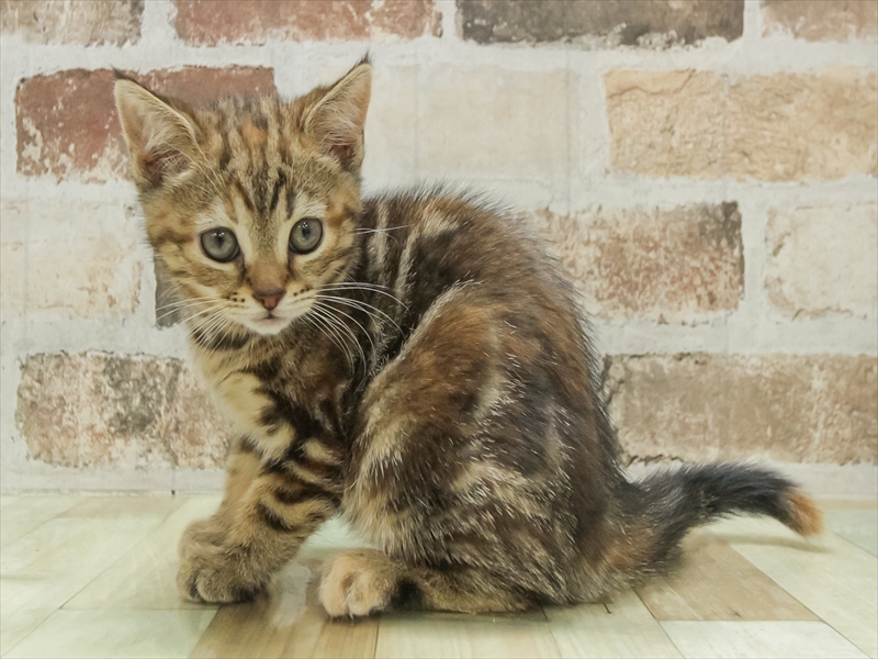 宮城県のマンチカン (ワンラブカインズ仙台港店/2025年11月7日生まれ/女の子/ブラウンタビー)の子猫の2枚目の画像