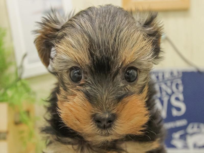 愛知県のヨークシャーテリア (ワンラブ名古屋守山インター総本店/2025年11月9日生まれ/女の子/スチールブルータン)の子犬の1枚目の画像
