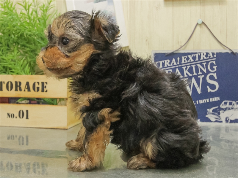 愛知県のヨークシャーテリア (ワンラブ名古屋守山インター総本店/2025年11月9日生まれ/女の子/スチールブルータン)の子犬の2枚目の画像