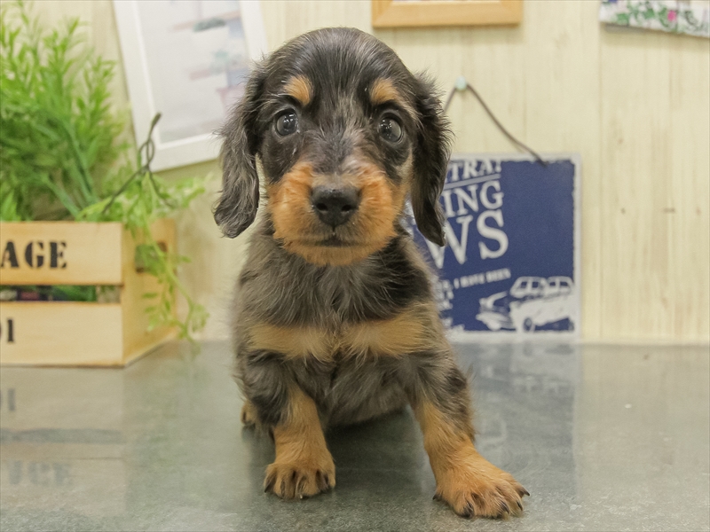 愛知県のミニチュアダックスフンド(ロング) (ワンラブ名古屋守山インター総本店/2025年11月9日生まれ/男の子/シルバーダップル)の子犬の3枚目の画像