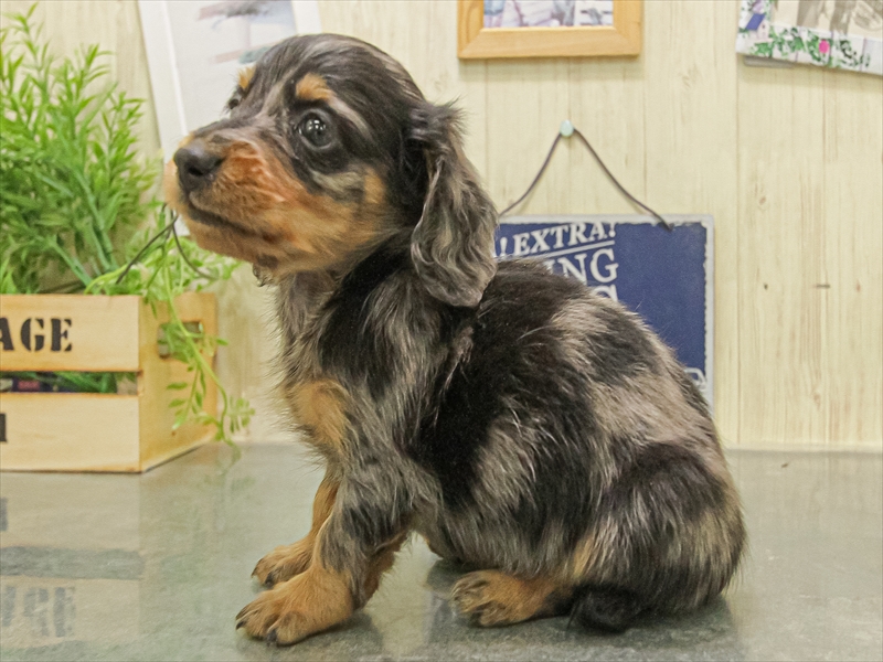 愛知県のミニチュアダックスフンド(ロング) (ワンラブ名古屋守山インター総本店/2025年11月9日生まれ/男の子/シルバーダップル)の子犬の2枚目の画像