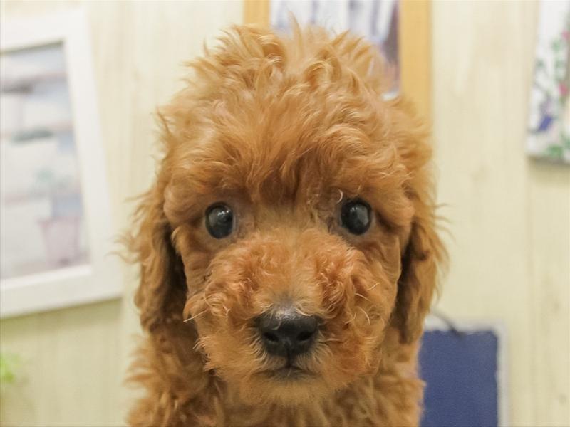 福岡県のトイプードル(トイ) (ワンラブ福岡総本店/2025年11月8日生まれ/男の子/レッド)の子犬の1枚目の画像