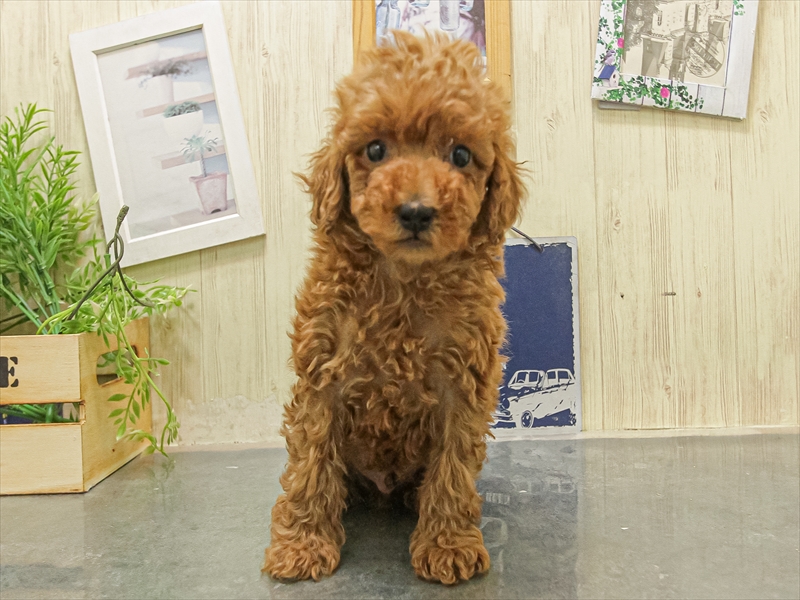 福岡県のトイプードル(トイ) (ワンラブ福岡総本店/2025年11月8日生まれ/男の子/レッド)の子犬の3枚目の画像