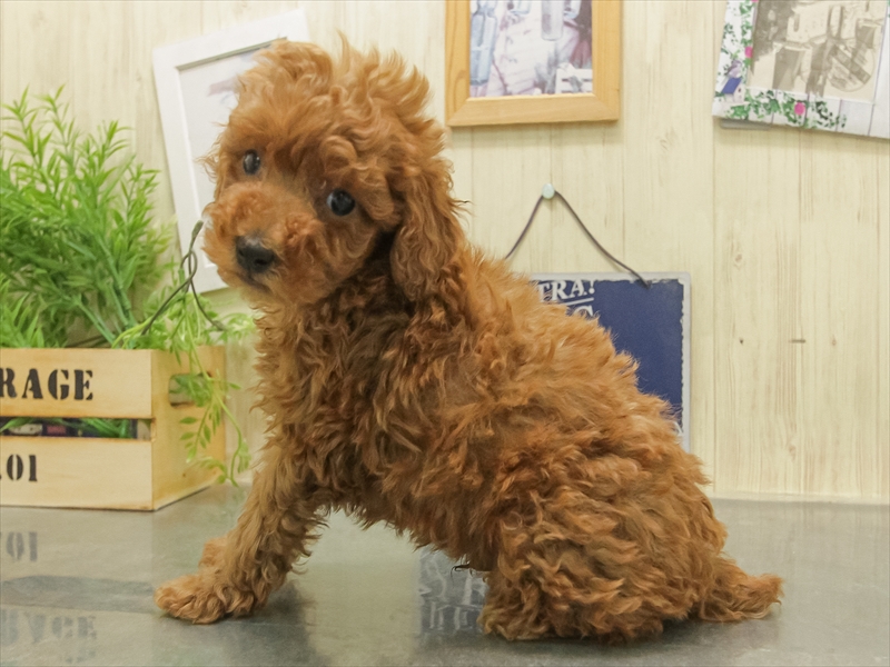 福岡県のトイプードル(トイ) (ワンラブ福岡総本店/2025年11月8日生まれ/男の子/レッド)の子犬の2枚目の画像