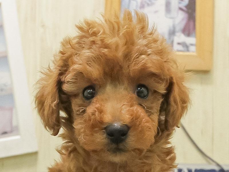 福岡県のトイプードル(トイ) (ワンラブ福岡総本店/2025年11月8日生まれ/男の子/レッド)の子犬の1枚目の画像