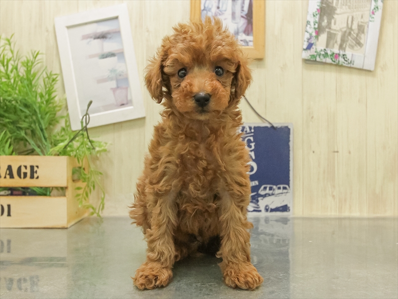 福岡県のトイプードル(トイ) (ワンラブ福岡総本店/2025年11月8日生まれ/男の子/レッド)の子犬の3枚目の画像