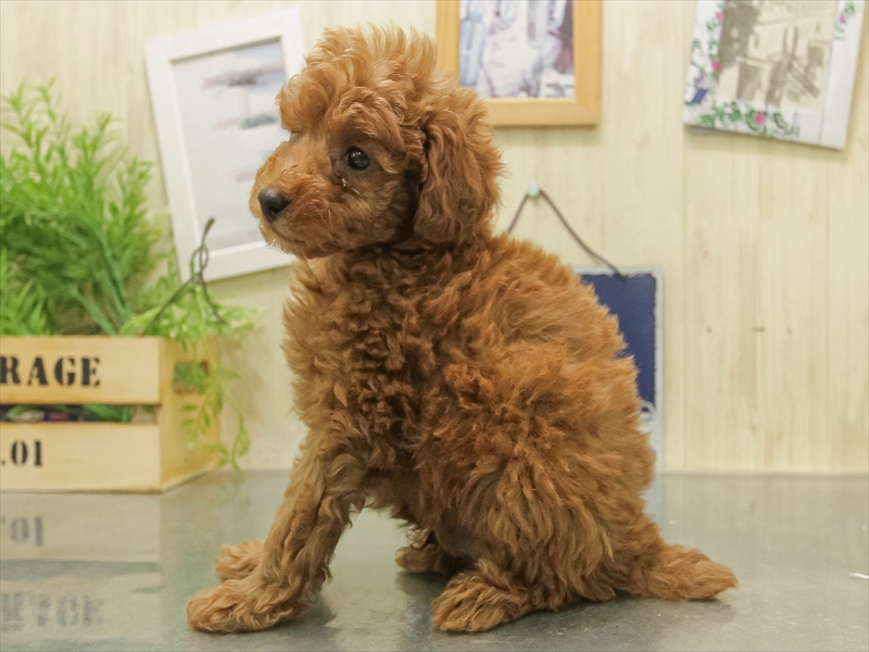 福岡県のトイプードル(トイ) (ワンラブ福岡総本店/2025年11月8日生まれ/男の子/レッド)の子犬の2枚目の画像