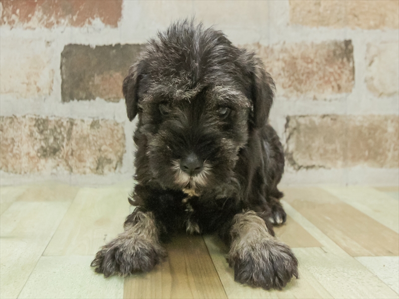 兵庫県のミニチュアシュナウザー (ワンラブブルメール舞多聞店/2025年11月9日生まれ/女の子/ソルトペッパー)の子犬の3枚目の画像