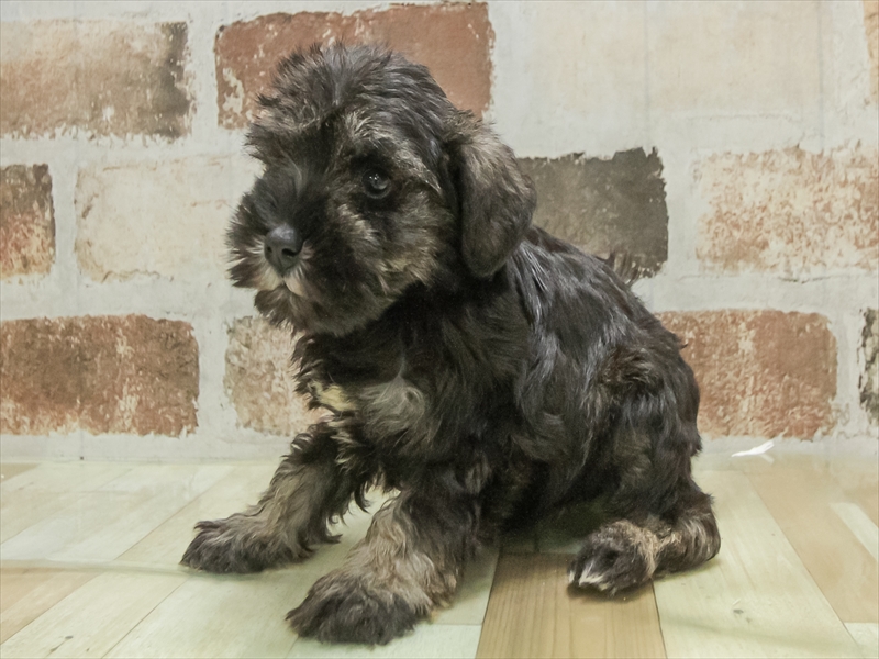 兵庫県のミニチュアシュナウザー (ワンラブブルメール舞多聞店/2025年11月9日生まれ/女の子/ソルトペッパー)の子犬の2枚目の画像